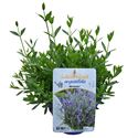 Bild von Ej Lavendel P19 Angustifolia spear blue